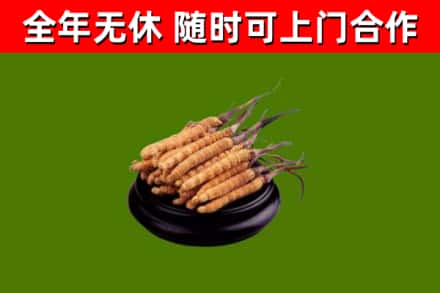 勐腊回收散虫草